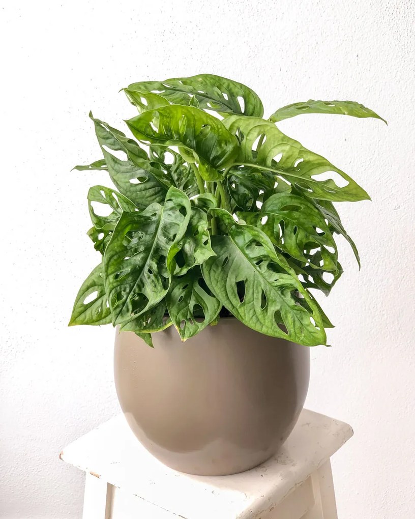 Monstera adansonii Monkey leaf - M