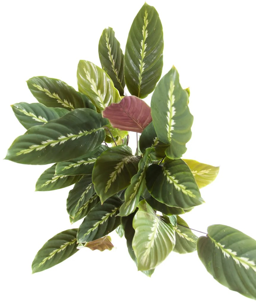 Calathea Maui Queen