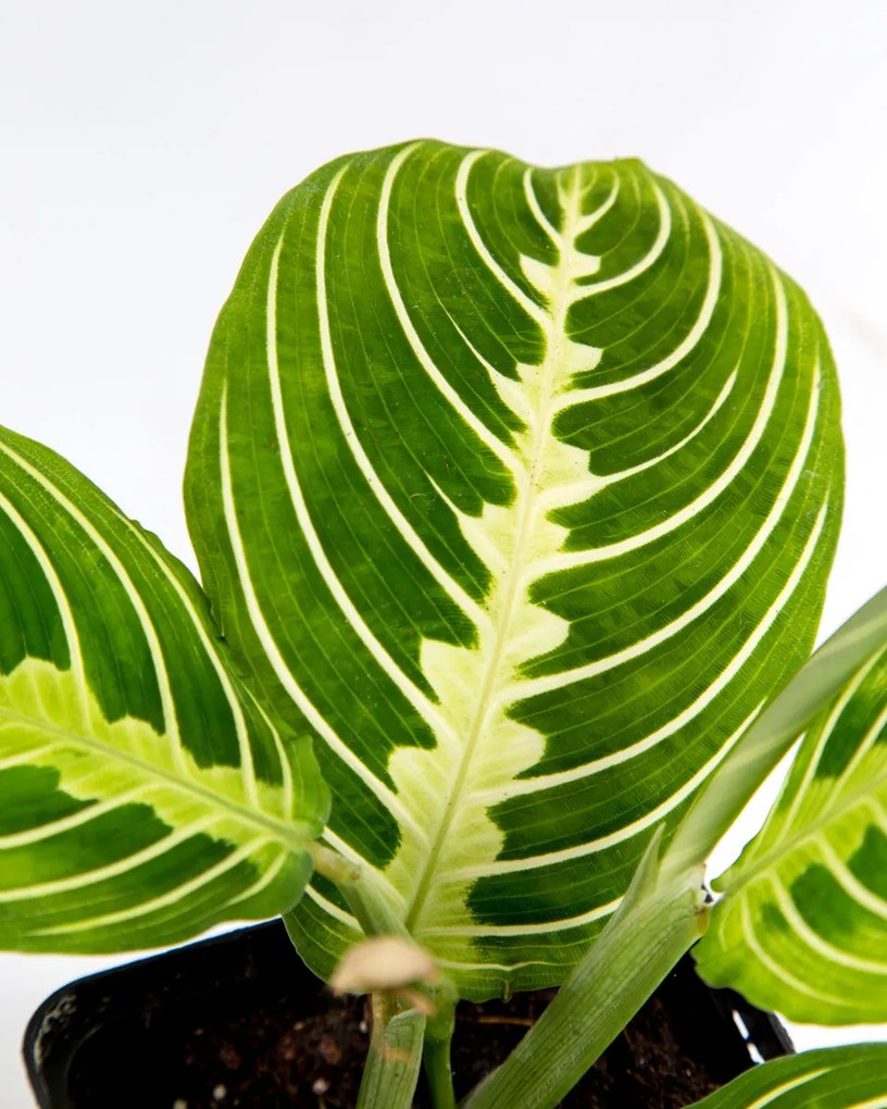 Maranta Lemon Lime