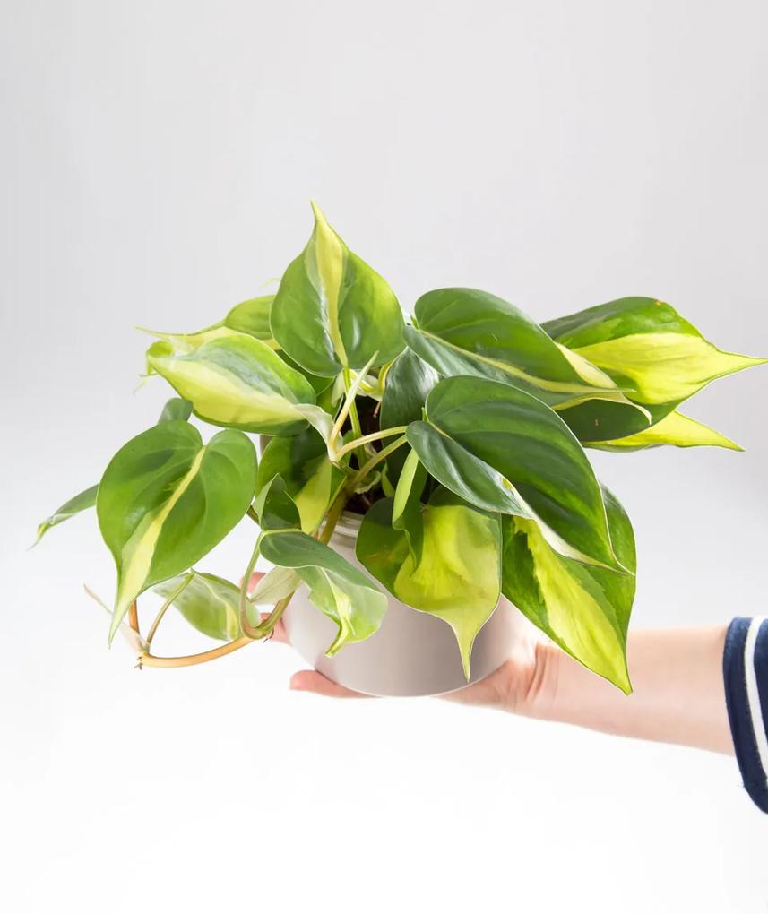 Philodendron Brasil - M