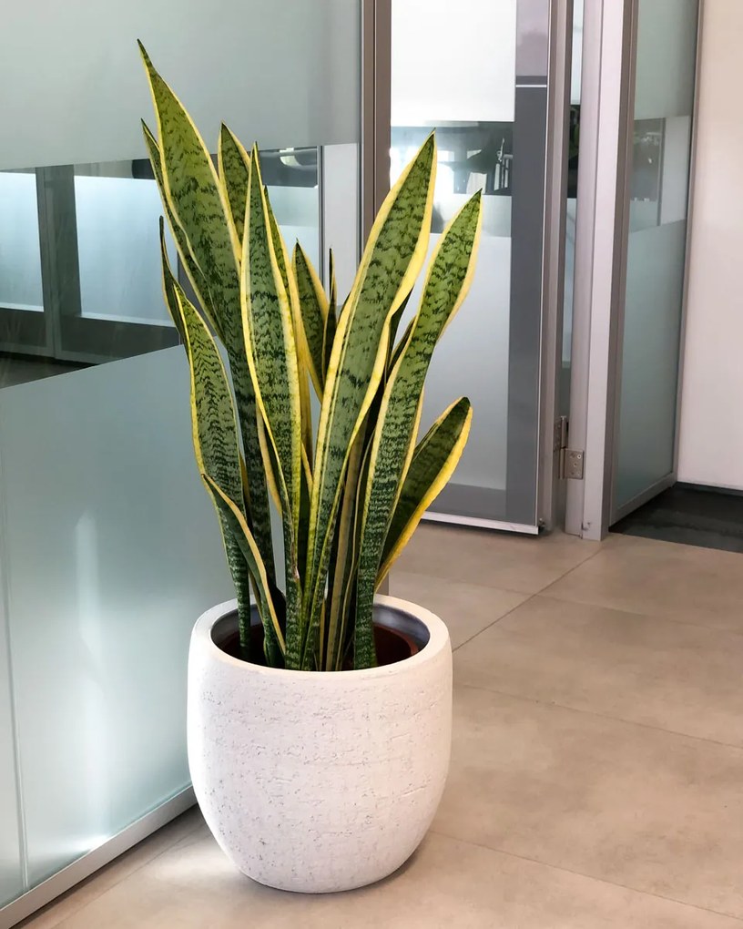 Espada de São Jorge | Sansevieria trifasciata - M