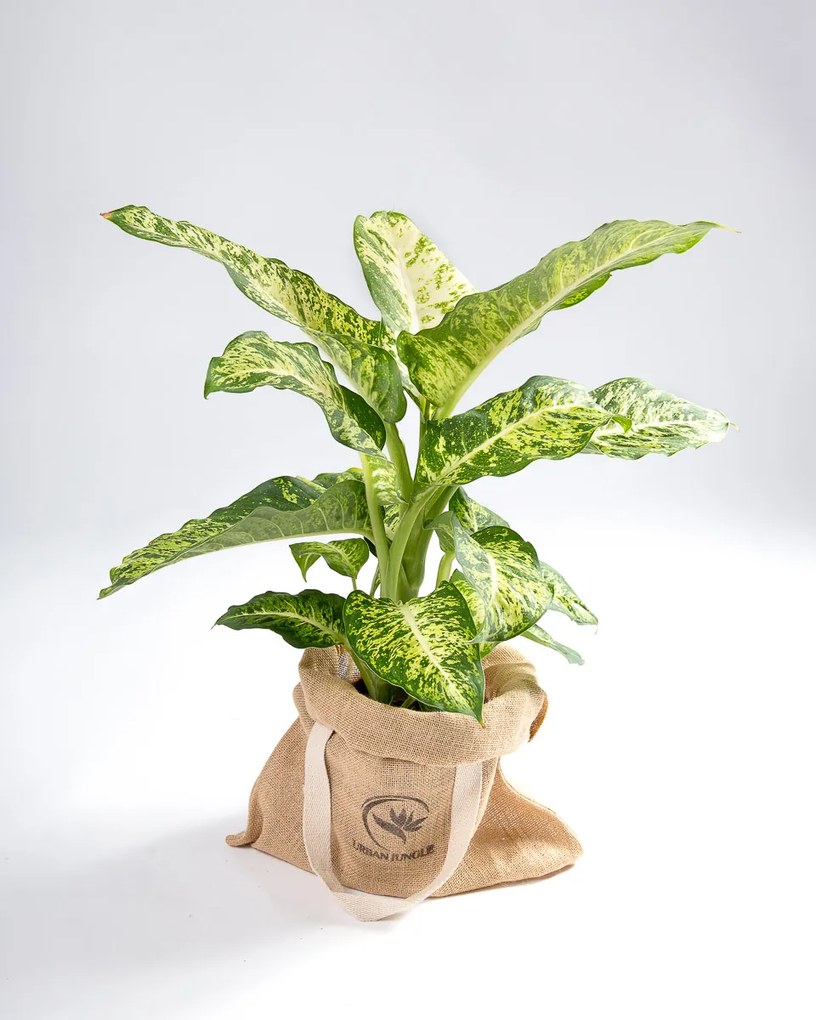 Dieffenbachia | Planta Comigo Ninguém Pode