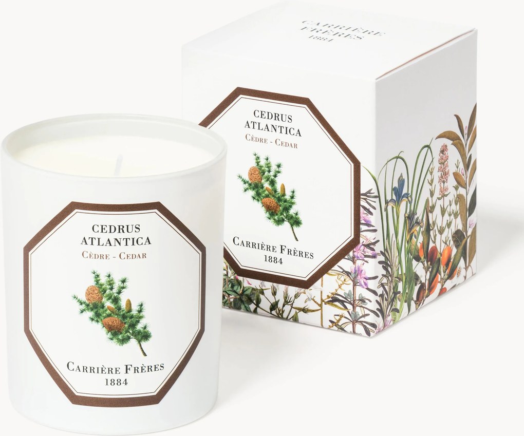 Vela perfumada Cedrus Atlantica (cedro)