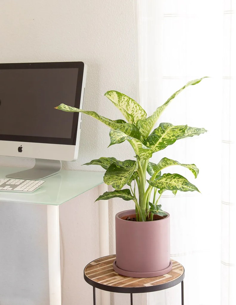 Dieffenbachia | Planta Comigo Ninguém Pode