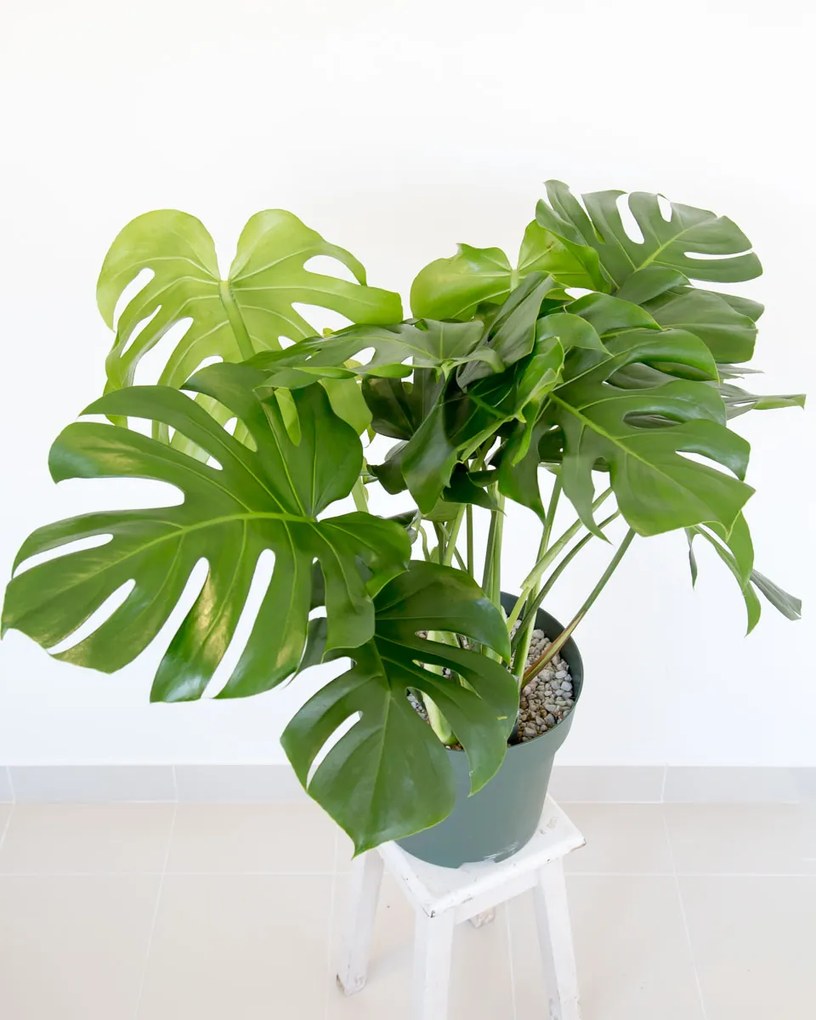 Monstera deliciosa | Costela de Adão - S