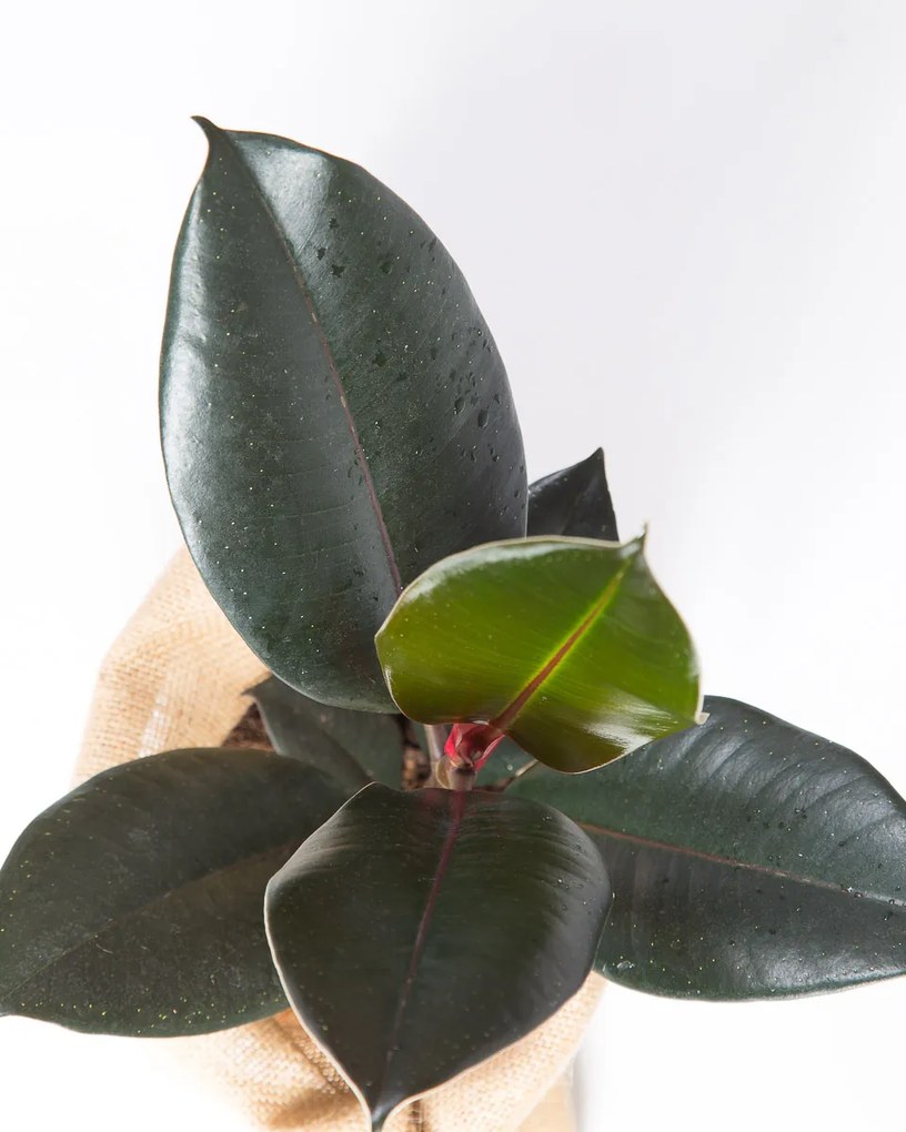 Ficus elastica Abidjan - M