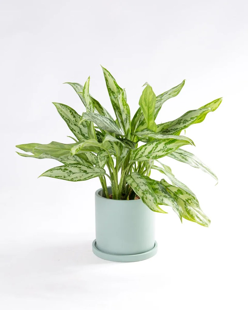 Aglaonema Silver Queen