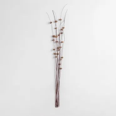 Pack De 10 Ramos Secos Decorativos Zínia Castanho - Sklum