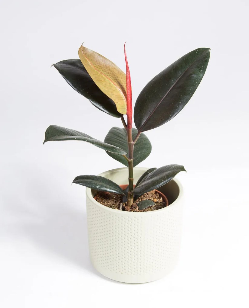 Ficus elastica Abidjan - M