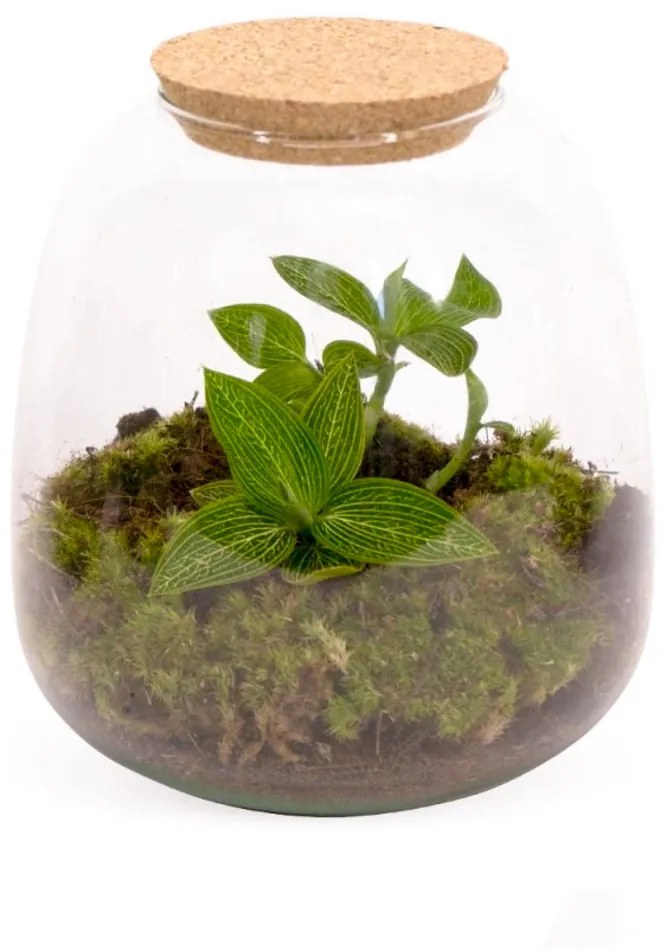 Terrário com Ludisia discolor alba e Musgo