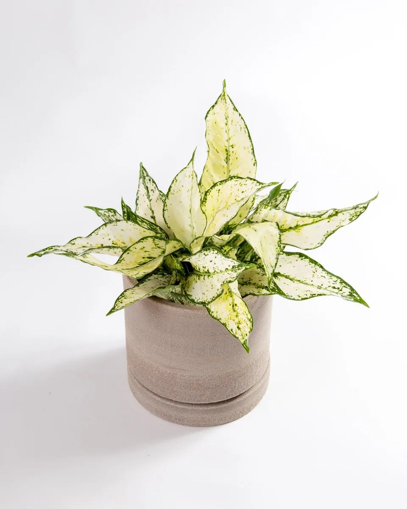 Aglaonema Snow White