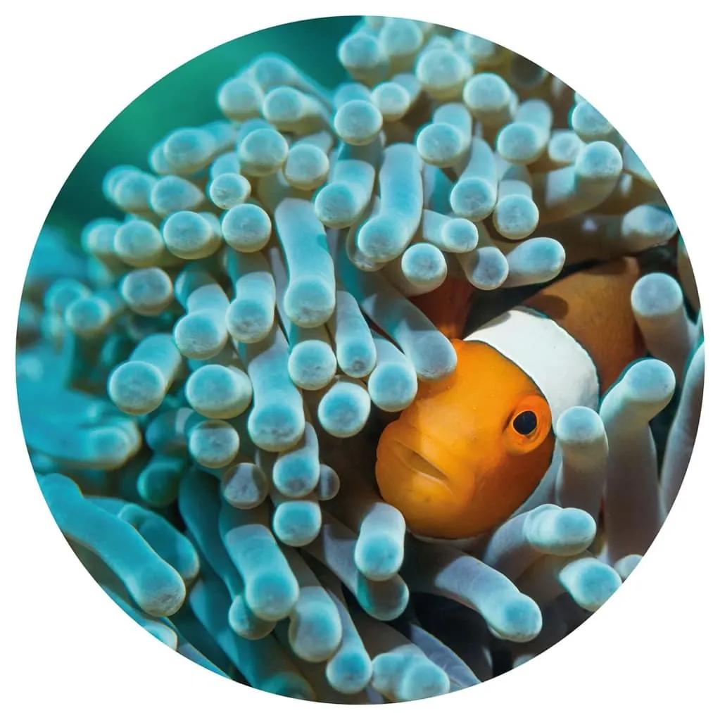 WallArt Papel de parede circular "Nemo the Anemonefish" 142,5 cm