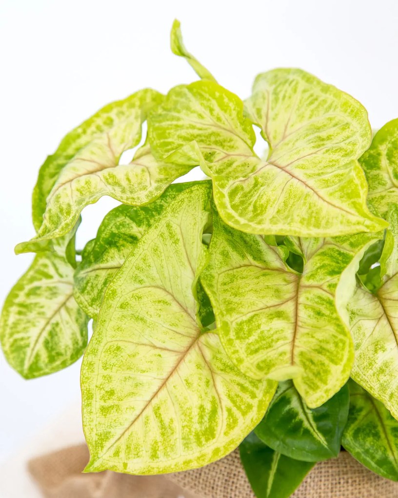 Syngonium Golden Feel Green