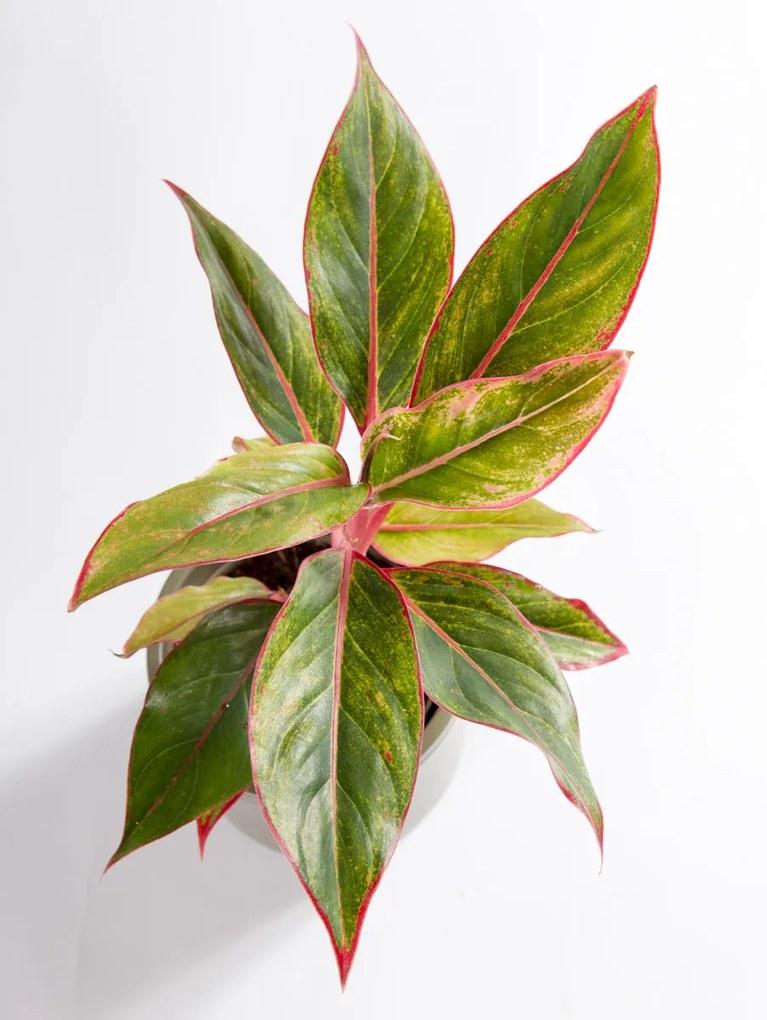 Aglaonema Light Pink Star
