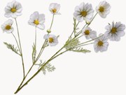 Flores artificiais Cosmos, conjunto de 2