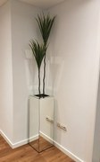 Planta Dracena 30613