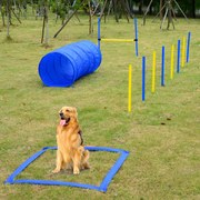 Kit Treino Agility Agilidade Cães Salto Túnel e Slalom Azul Amarelo