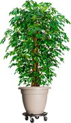 vidaXL Carrinho para plantas com rodas diâmetro 40 cm 275 kg preto