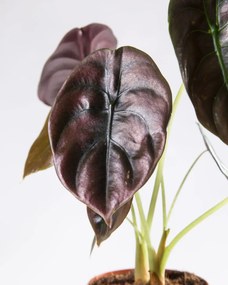 Alocasia cuprea Red Secret