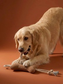 Lote de brinquedos para cão avelã