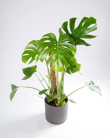 Monstera deliciosa | Costela de Adão - XL