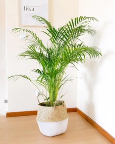 Palmeira Areca | Dypsis lutescens - M