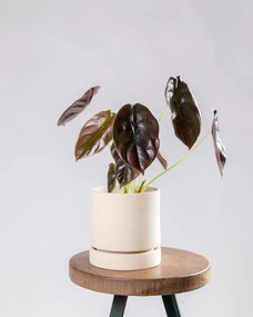 Alocasia cuprea Red Secret