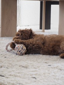 Brinquedo para cães Otto