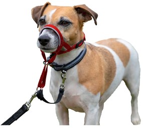 Coleira de Treino para Cães Company of Animals Halti Açaime (35-48 cm)
