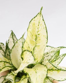 Aglaonema Snow White