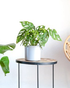 Monstera adansonii Monkey leaf - M