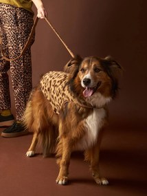 Casaco sherpa para cão cappuccino