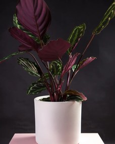 Calathea Medallion - S