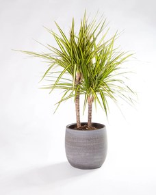 Dracaena marginata Sunray