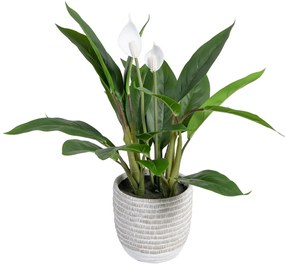 Planta Decorativa 40 X 41 X 48 cm Verde Pvc