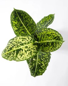 Dieffenbachia Reflector