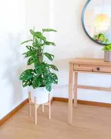 Monstera adansonii Monkey leaf - M