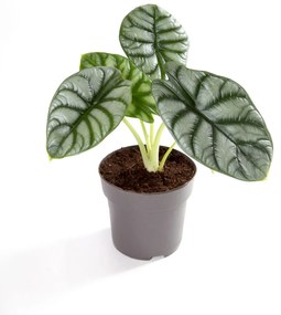 Alocasia Silver Dragon