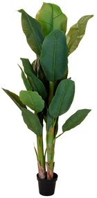 Planta Bananeira Elvira 165cm