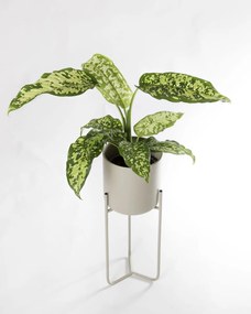 Dieffenbachia Cheetah