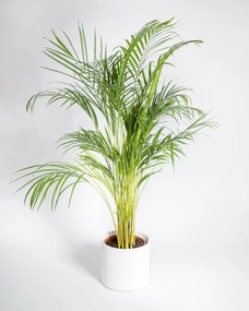 Palmeira Areca | Dypsis lutescens - M
