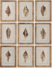 Impressões digitais emolduradas Conch, conjunto de 9