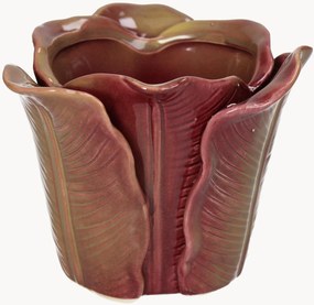 Vaso Cabbage
