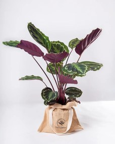 Calathea Medallion - L