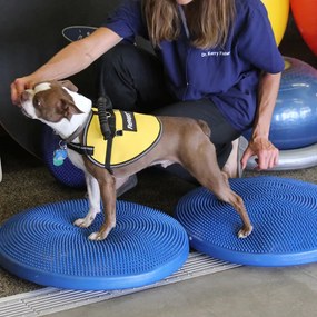 Disco de equilíbrio para animais de estimação 36 cm azul