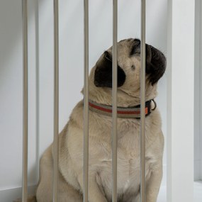 PawHut Gaiola para Cães com 2 Portas Bloqueáveis Casa para Cães de Tam