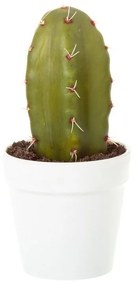 Planta Cactus Eliseo 18cm Modelo 2