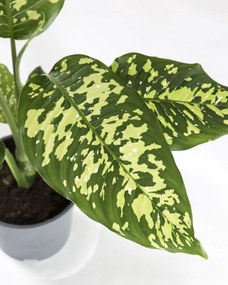 Dieffenbachia Cheetah