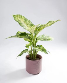 Dieffenbachia | Planta Comigo Ninguém Pode