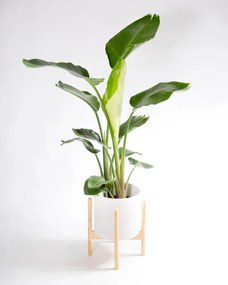 Strelitzia nicolai | Estrelícia Gigante - L